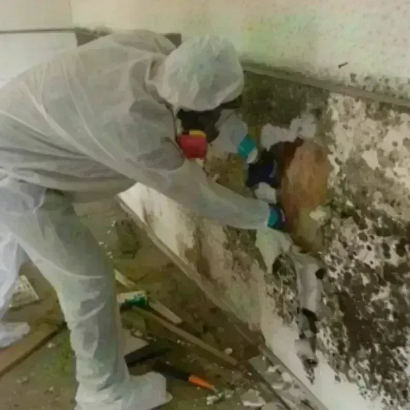 Mold Remediation and Removal in Fruitridge Pocket, CA